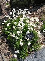 Anemone sylvestris (fam Renonculacees) (Europe, Asie occidentale) (1) (Photo F. Mrugala)